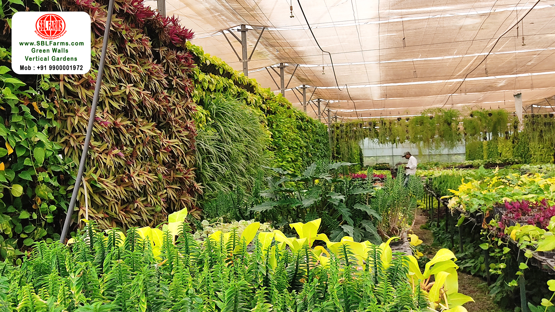 Sbl Farms Green walls and Living walls, Vertical Garden, Bio Curtains